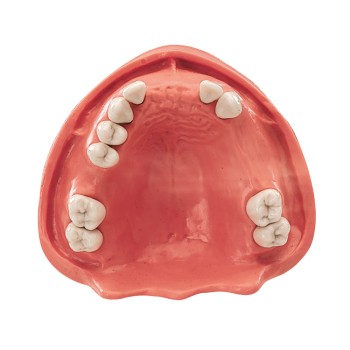 Gingiva Modell OK TZ 10N St