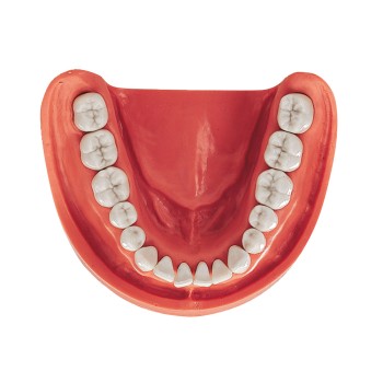 Gingiva Modell UK VZ 16 St