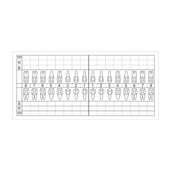 Zahnschema plastisch 120St